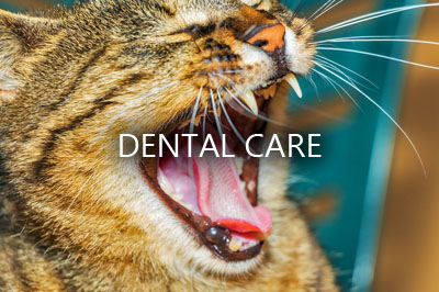 cat-kitten-animal-feline-yawn