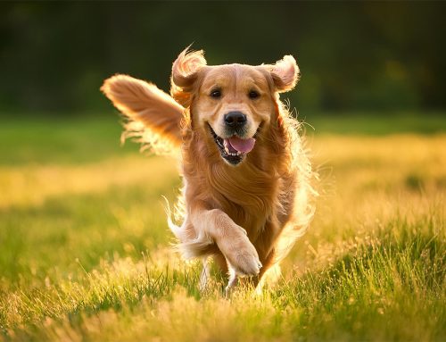 The Unfurling Joy: How Our Pets Enrich Our Lives (Backed by Science!)