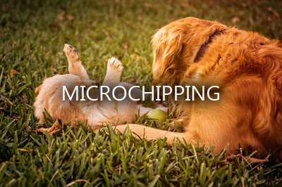 Dog Pet Retriever Golden Retriever Golden Puppy