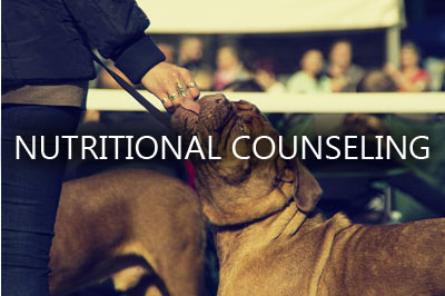 bordeaux-dog-dogue-de-mastiff