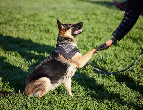 Honoring Our Local Heroes: The Vital Work of Animal Rescue Organizations and Shelters in Southern Utah