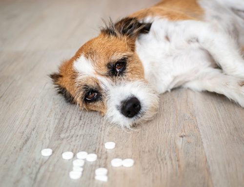 Poison Prevention for Dogs and Cats: Spring & Easter Safety Tips