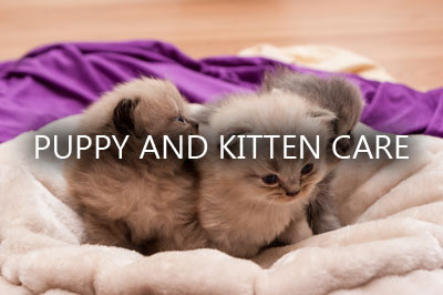 Cat Babies Kittens Sweet