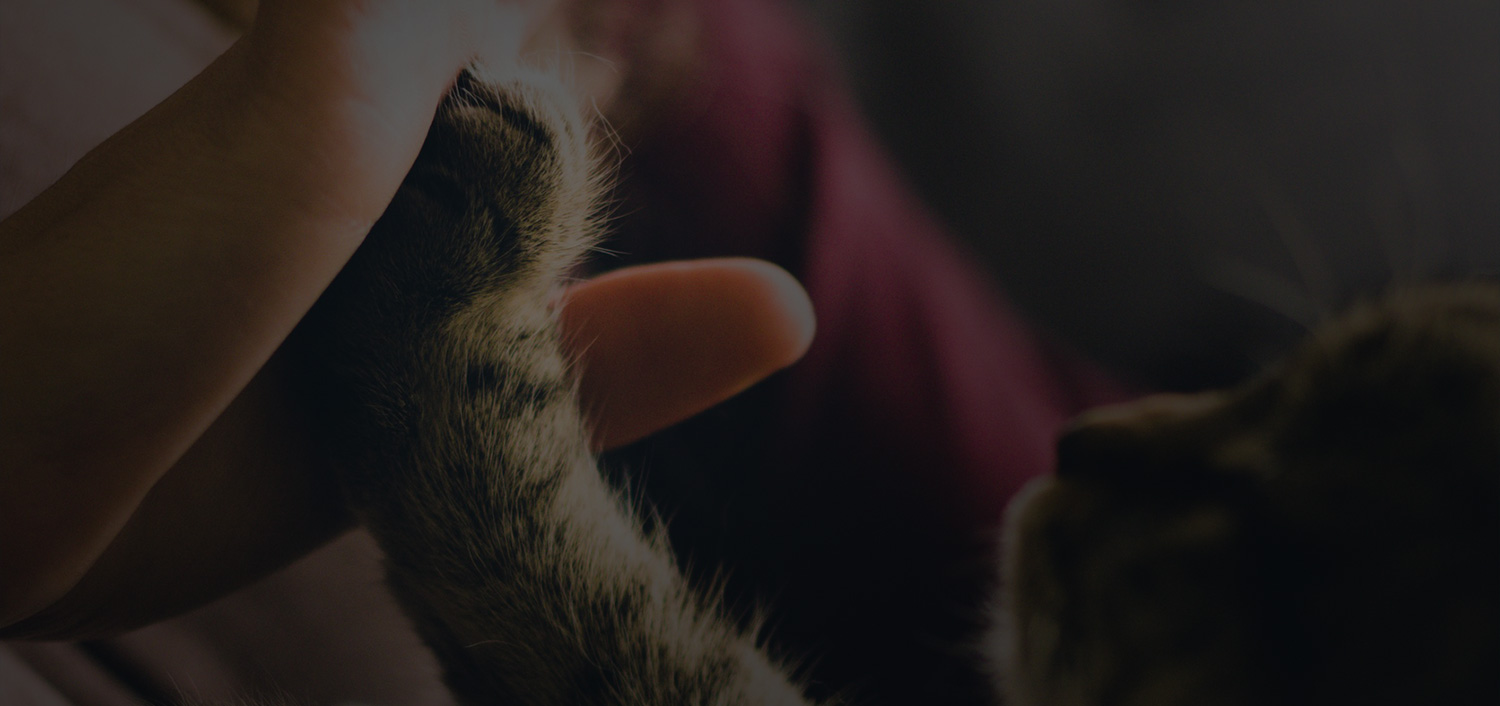 Hand pulling a cat's tail