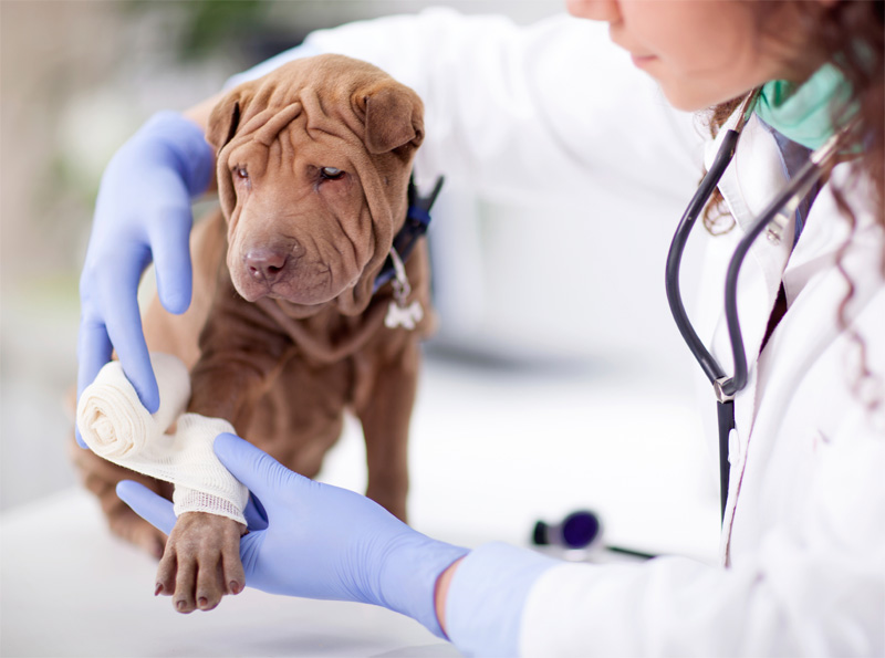 dog with broken paw in vet infirmary