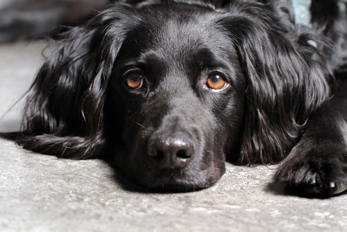 Dog portrait