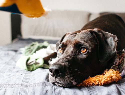 Medical Assistance Dogs: Life-Saving Companions
