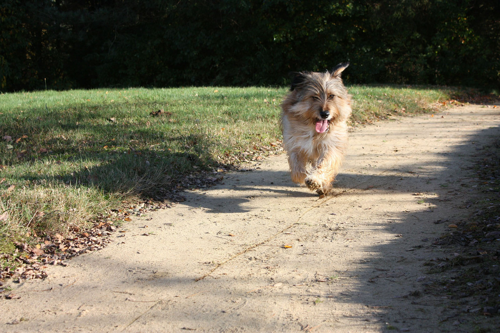 terrier-dog-animal-run-race