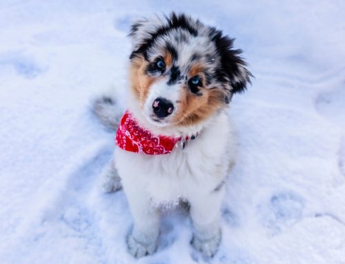 4 Tips for Puppy Socialization