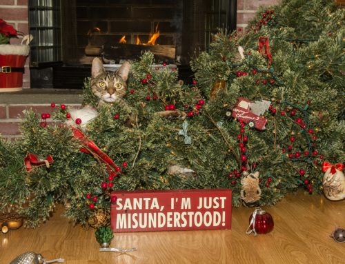8 Tips to Alleviate Pet Holiday Stress