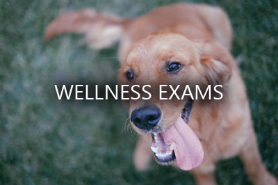 dog-pet-happy-smile-friend